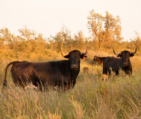 Taureaux de Camargue